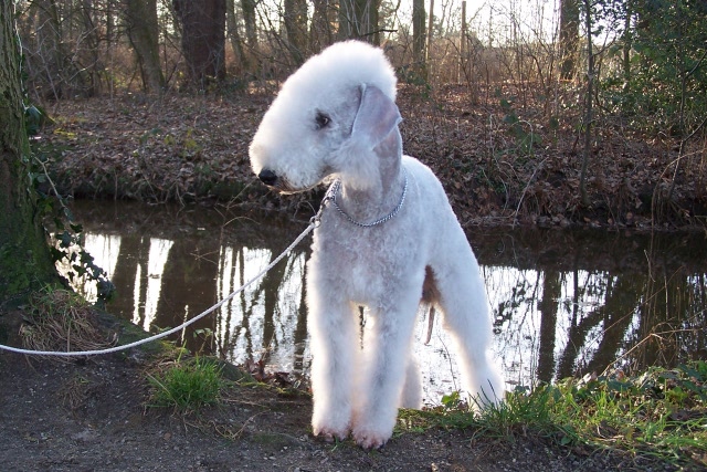 Airis Blue Volshebny Svet 09.02 (49).JPG